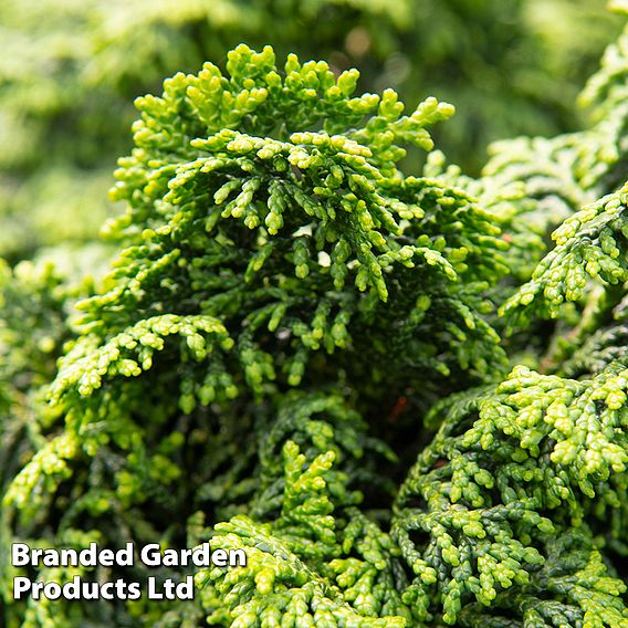 Chamaecyparis obtusa 'Maureen'