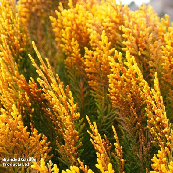 Chamaecyparis obtusa 'Lucas'