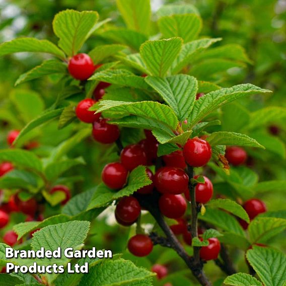 Cherry 'Sylvia' (Mini Fruit Tree)