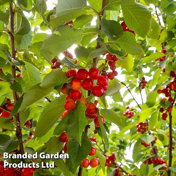 Cherry 'Sylvia' (Mini Fruit Tree)