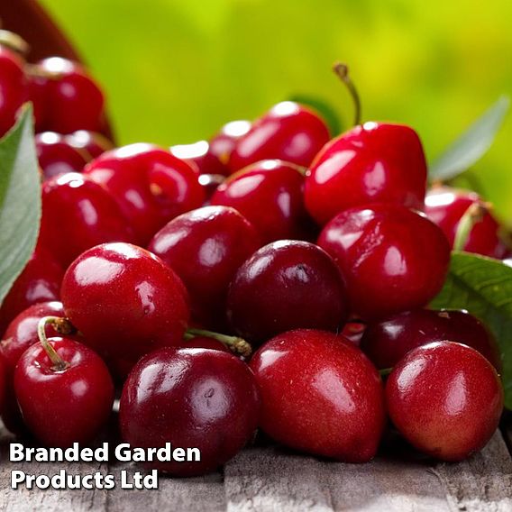 Cherry 'Sylvia' (Mini Fruit Tree)