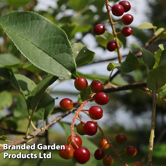 Cherry 'Hartland' (patio)