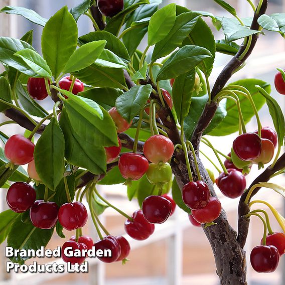 Cherry 'Hartland' (patio)