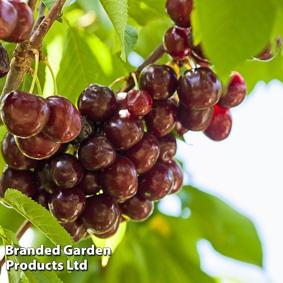 Cherry Duo Patio Fruit Trees