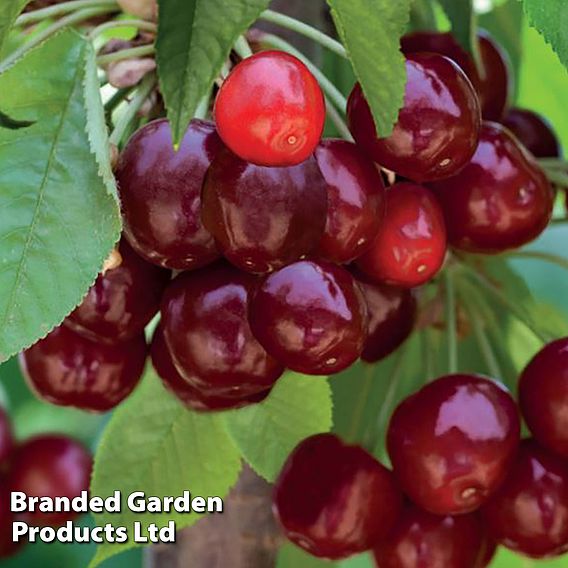 Cherry 'Sylvia Column' (Patio Cherry)