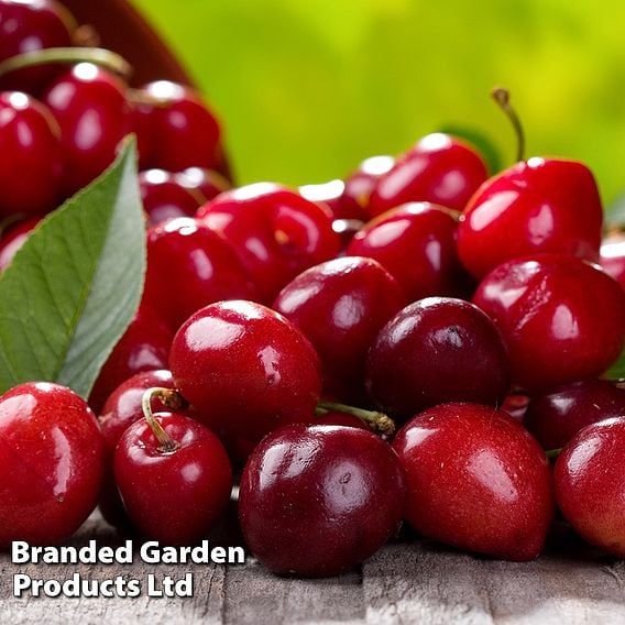 Cherry Duo Patio Fruit Trees