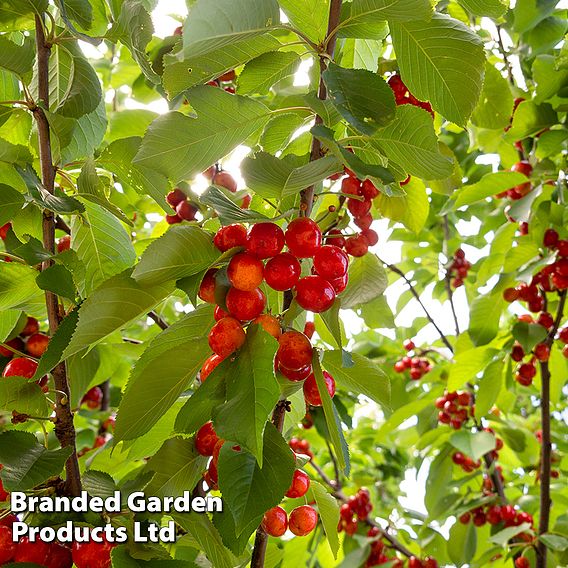 Cherry 'Sylvia Column' (Patio Cherry)