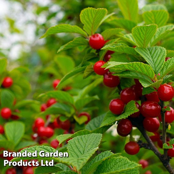 Cherry 'Sylvia Column' (Patio Cherry)