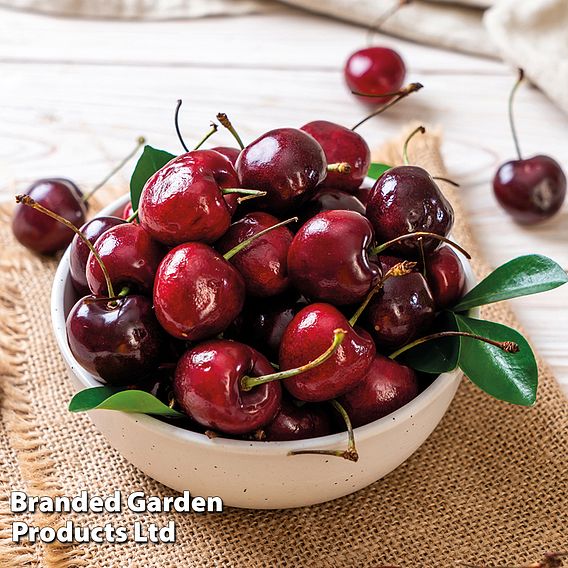 Cherry 'Sylvia Column'