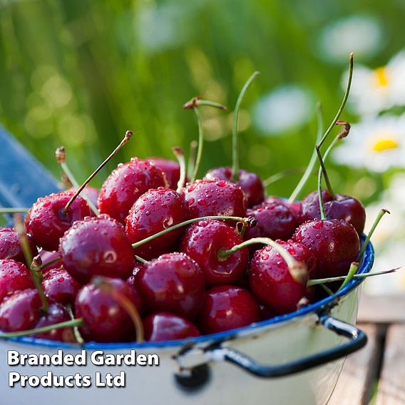Cherry 'Sylvia Column'