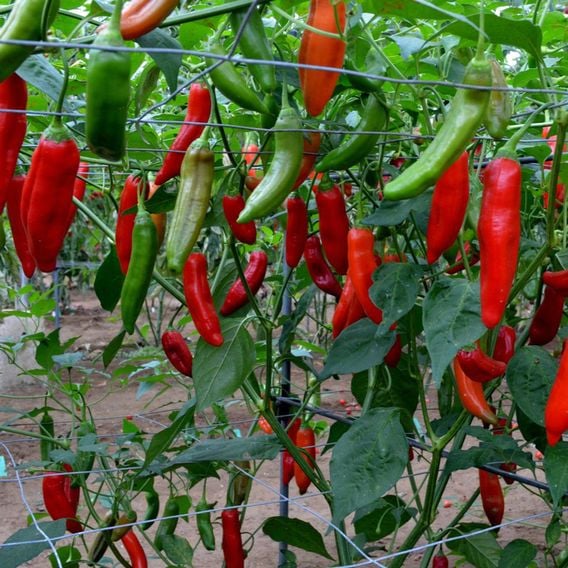 Chilli Pepper 'Aji Habanero' - Seeds
