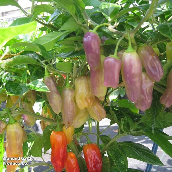 Chilli Pepper 'Aroma' - Seeds