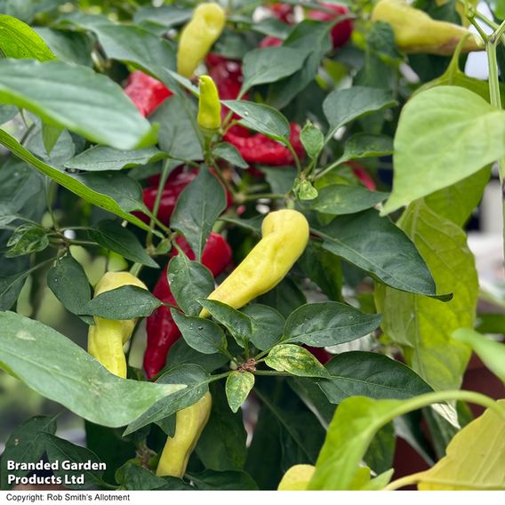 Chilli Pepper 'Baby Jalapeno' - Seeds