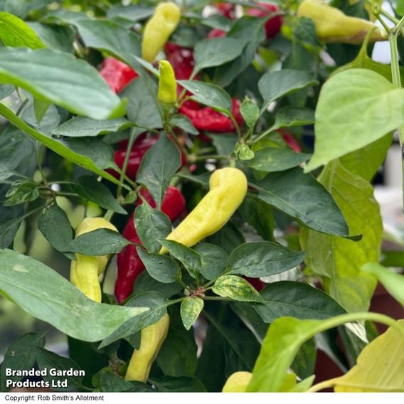 Chilli Pepper 'Baby Jalapeno' (Patio Pepper)