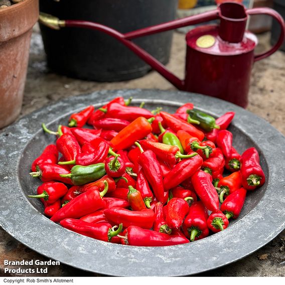 Chilli Pepper 'Baby Jalapeno' - Seeds
