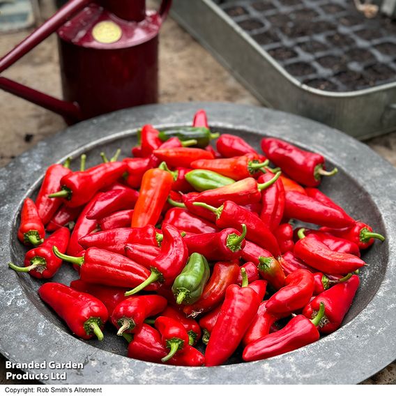 Chilli Pepper 'Baby Jalapeno' - Seeds