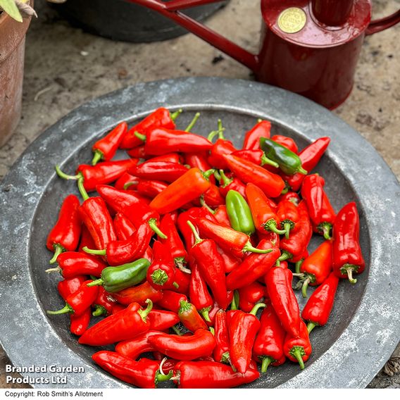 Chilli Pepper 'Baby Jalapeno' - Seeds