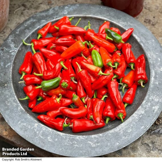 Chilli Pepper 'Baby Jalapeno' (Patio Pepper)