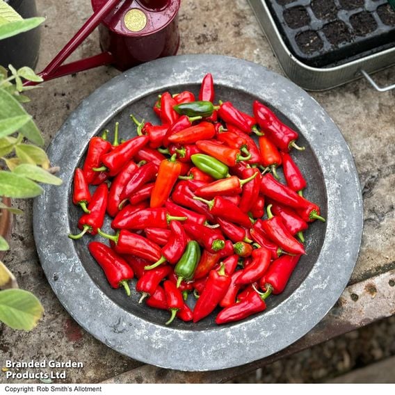 Chilli Pepper 'Baby Jalapeno' (Patio Pepper)