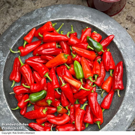 Chilli Pepper 'Baby Jalapeno' - Seeds