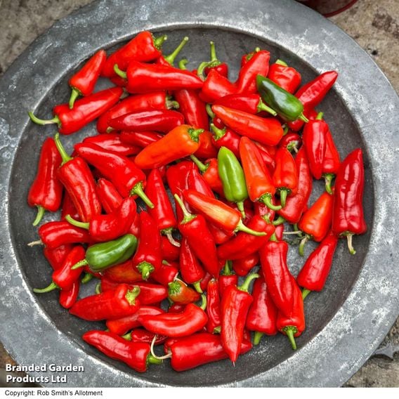 Chilli Pepper 'Baby Jalapeno' (Patio Pepper)