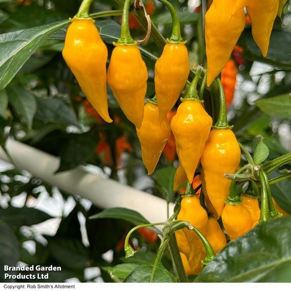 Chilli Pepper 'Biquinho Yellow' - Seeds