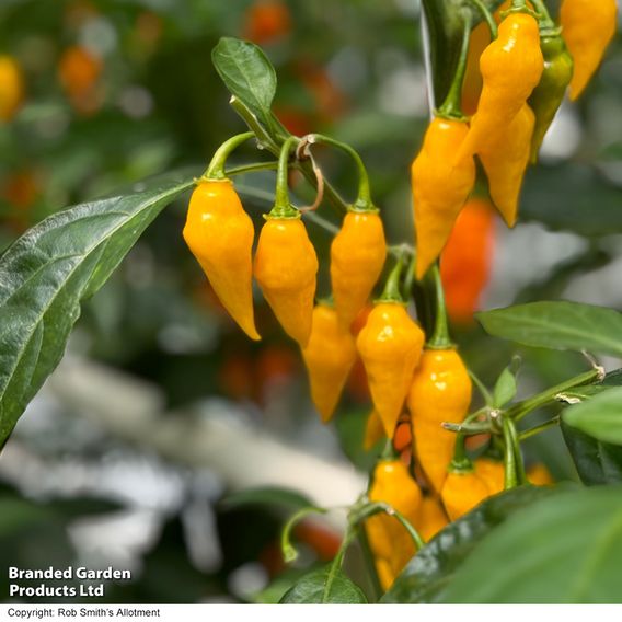 Chilli Pepper 'Biquinho Yellow' - Seeds