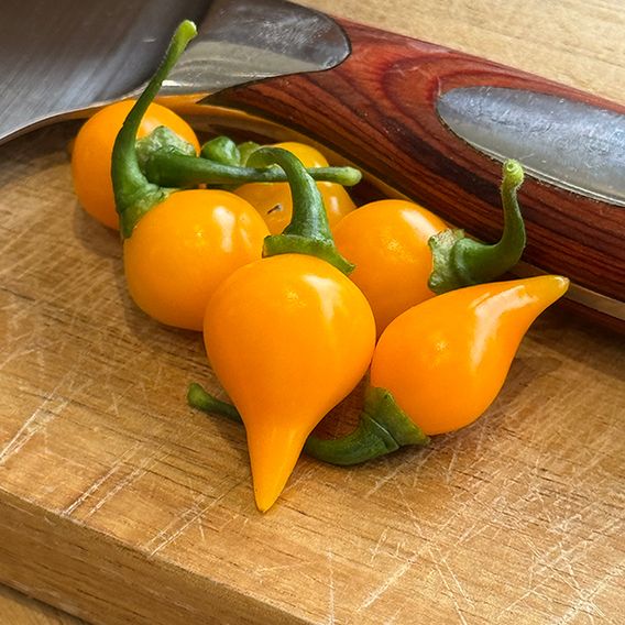 Chilli Pepper 'Biquinho Yellow' - Seeds