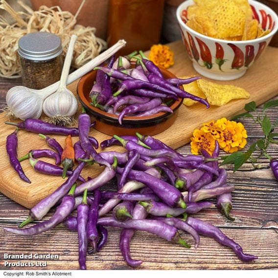 Chilli 'Buena Mulata' - Gourmet Veg Seeds