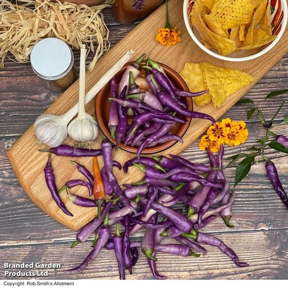 Chilli 'Buena Mulata' - Gourmet Veg Seeds