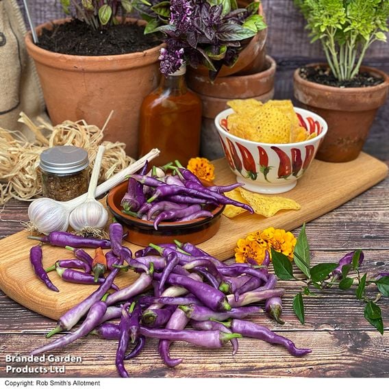 Chilli 'Buena Mulata' - Gourmet Veg Seeds