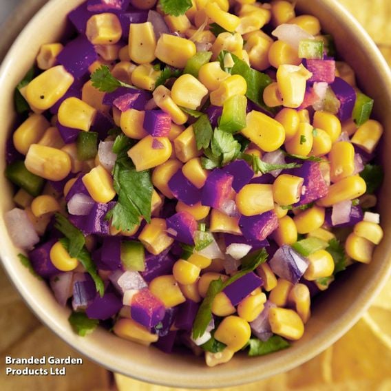 Chilli 'Buena Mulata' - Gourmet Veg Seeds