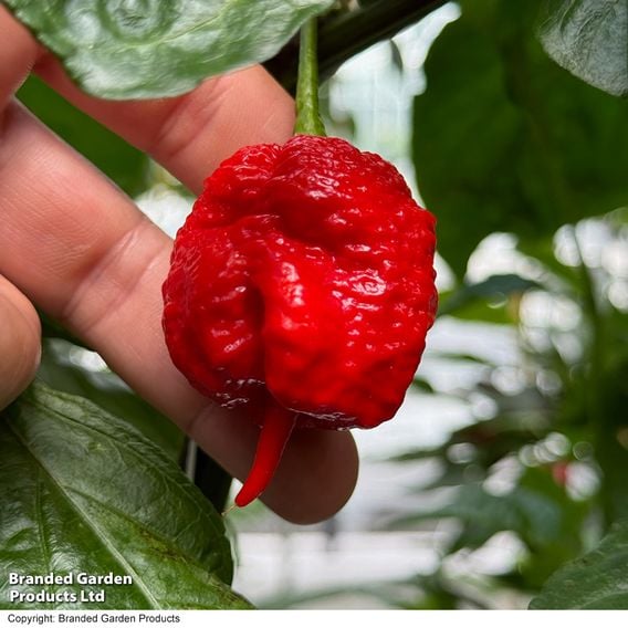 Chilli Pepper Hot Patio 'Carolina Reaper'