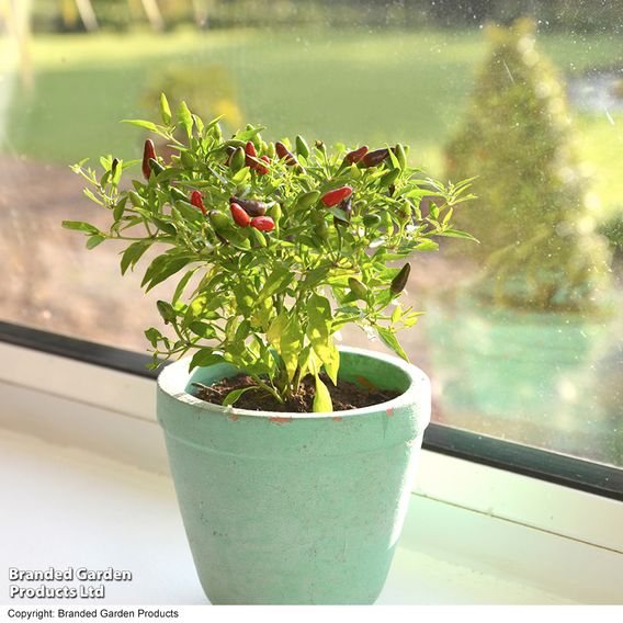 Chilli Pepper 'Fiery Flames' - Seeds