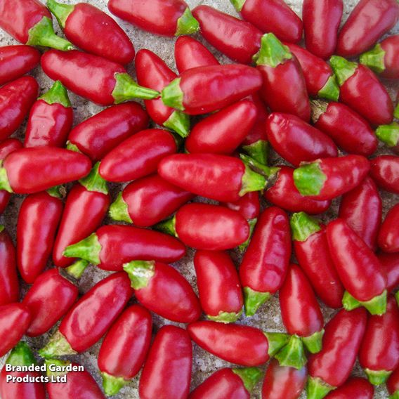 Chilli Pepper 'Fiery Flames' - Seeds