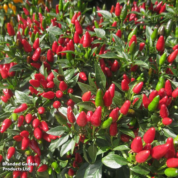 Chilli Pepper 'Fiery Flames' - Seeds