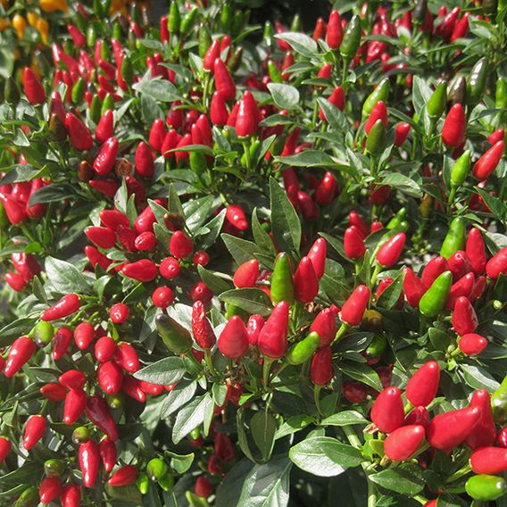 Chilli Pepper 'Fiery Flames' - Seeds