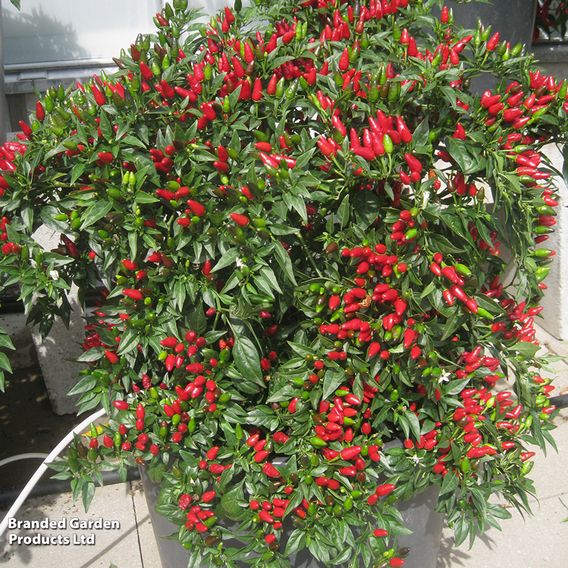 Chilli Pepper 'Fiery Flames' - Seeds