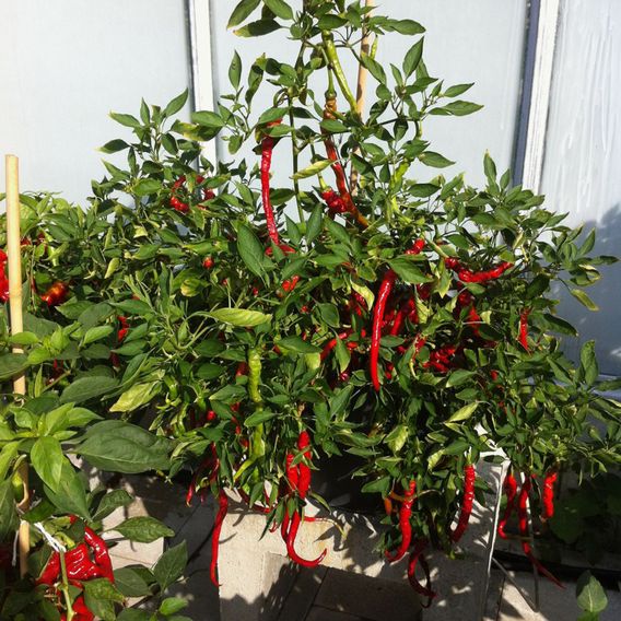 Chilli Pepper 'Fiery Tongues' F1 - Seeds