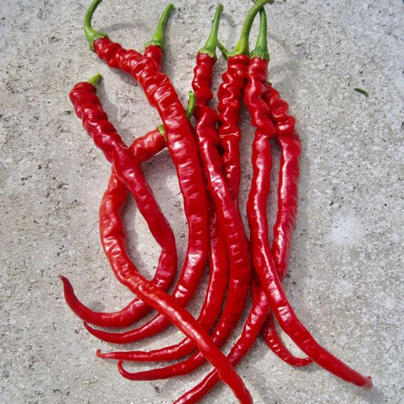Chilli Pepper 'Fiery Tongues' F1 - Seeds
