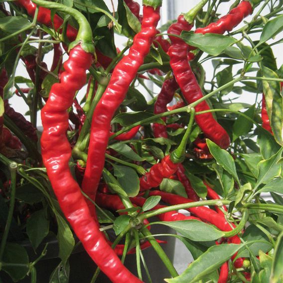 Chilli Pepper 'Fiery Tongues' F1 - Seeds