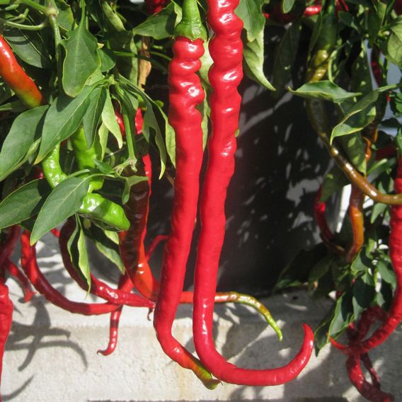 Chilli Pepper 'Fiery Tongues' F1 - Seeds