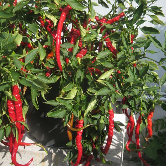 Chilli Pepper 'Fiery Tongues' F1 - Seeds