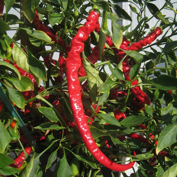 Chilli Pepper 'Fiery Tongues' F1 - Seeds