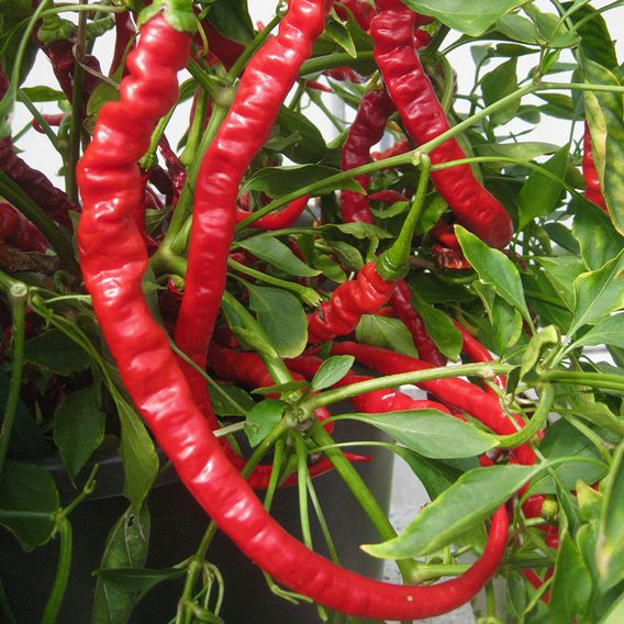 Chilli Pepper 'Fiery Tongues' F1 - Seeds