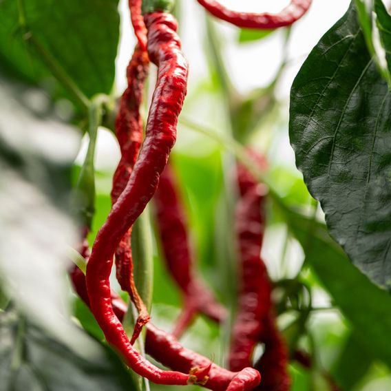 Chilli Pepper 'Fiery Tongues' F1 - Seeds