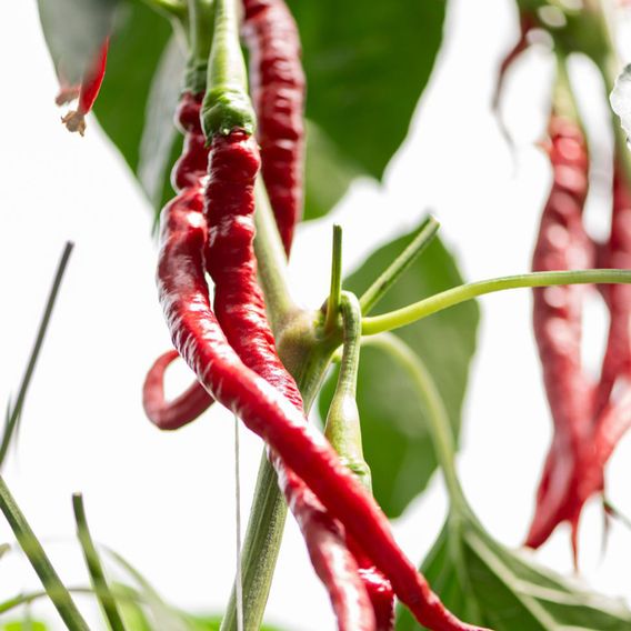 Chilli Pepper 'Fiery Tongues' F1 - Seeds