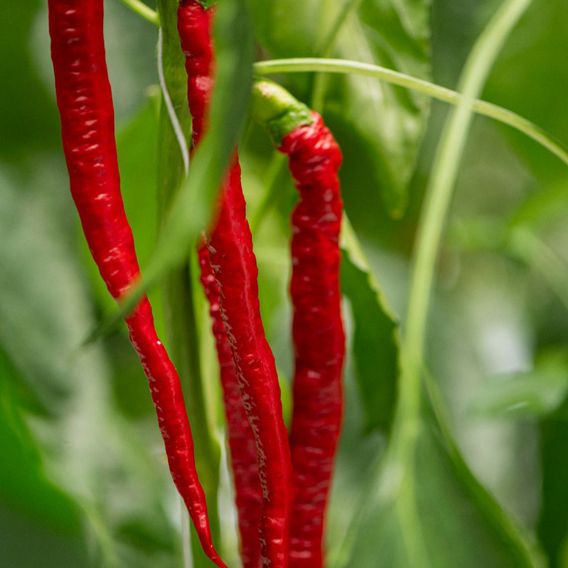 Chilli Pepper 'Fiery Tongues' F1 - Seeds
