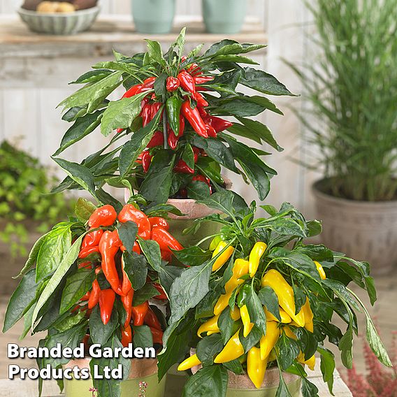 Chilli Pepper 'Galaxy Trio'