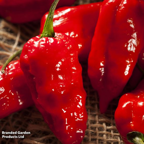 Chilli Pepper 'Ghost Chilli'